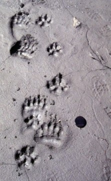 footprints