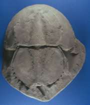 limulus_1